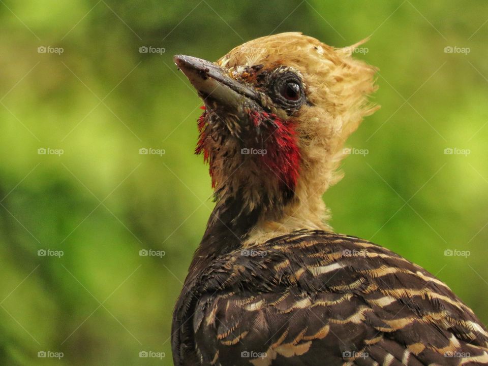 Yellow headed woodpecker enjoying the view