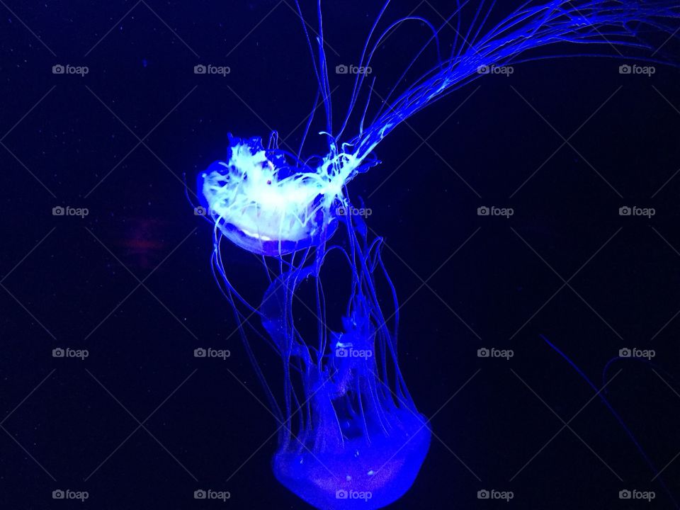 Jellyfish Glow