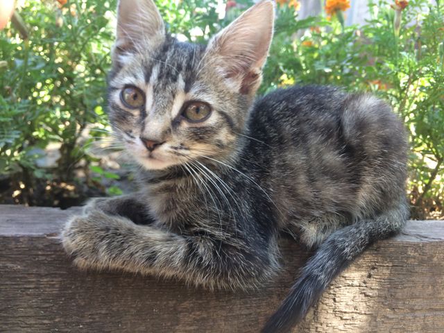 kitten