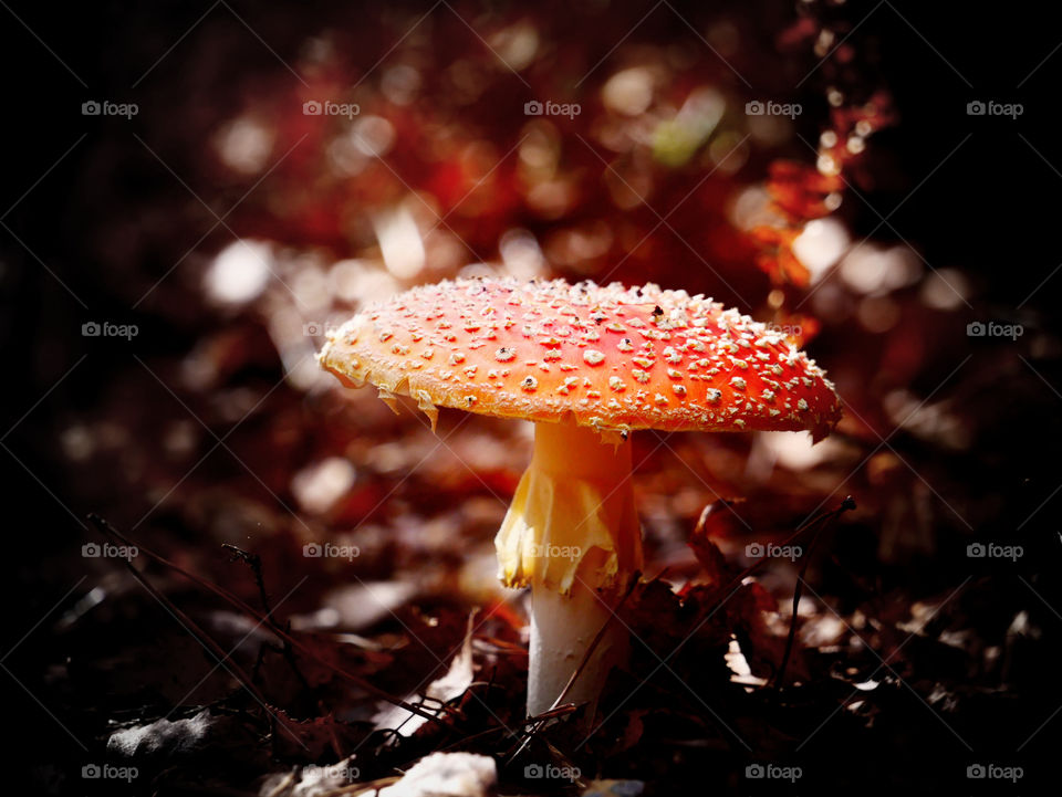 Magic Mushroom.