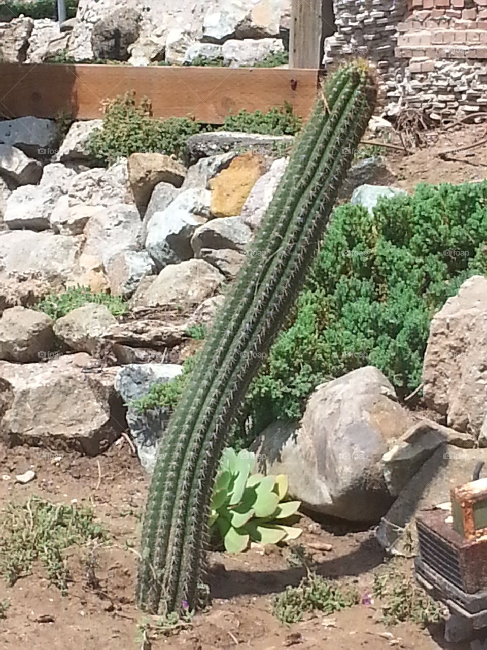cactus succulent garden