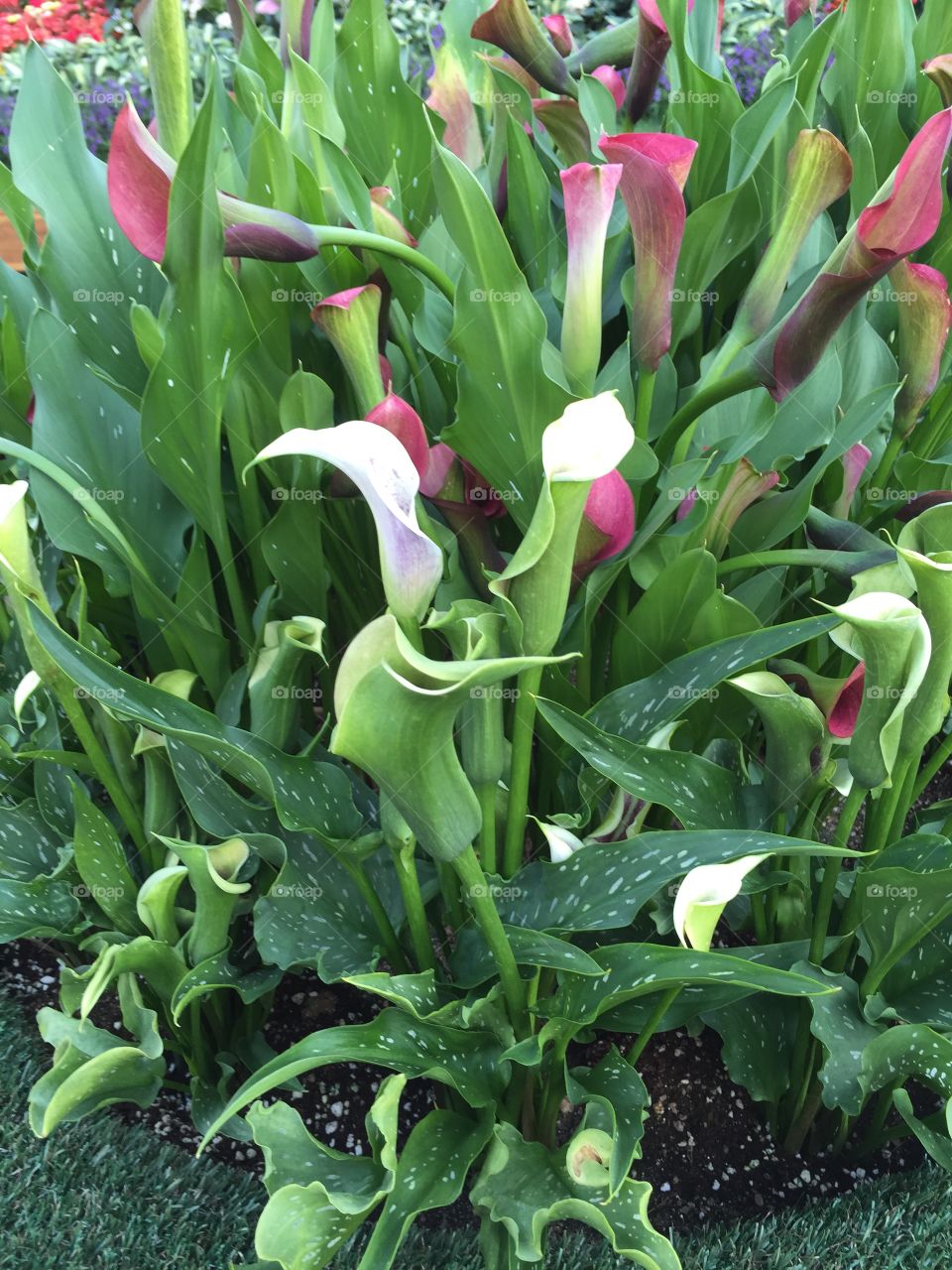 Calla Lillies in South Korea. Taken at Everland Resort Korea