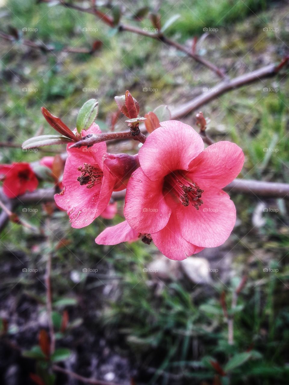 Nature Pink spring wild outdoor