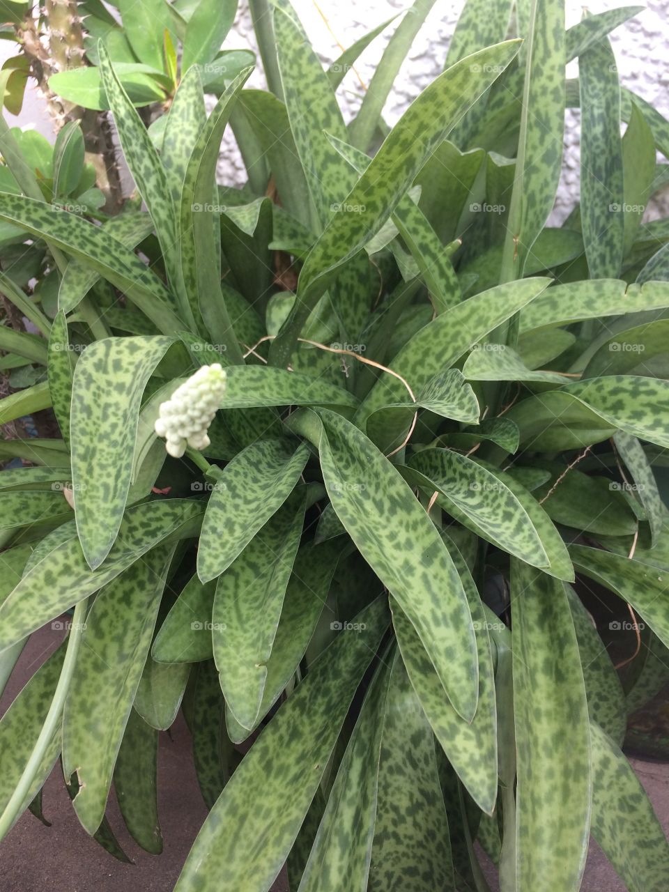 Variegated Plant 