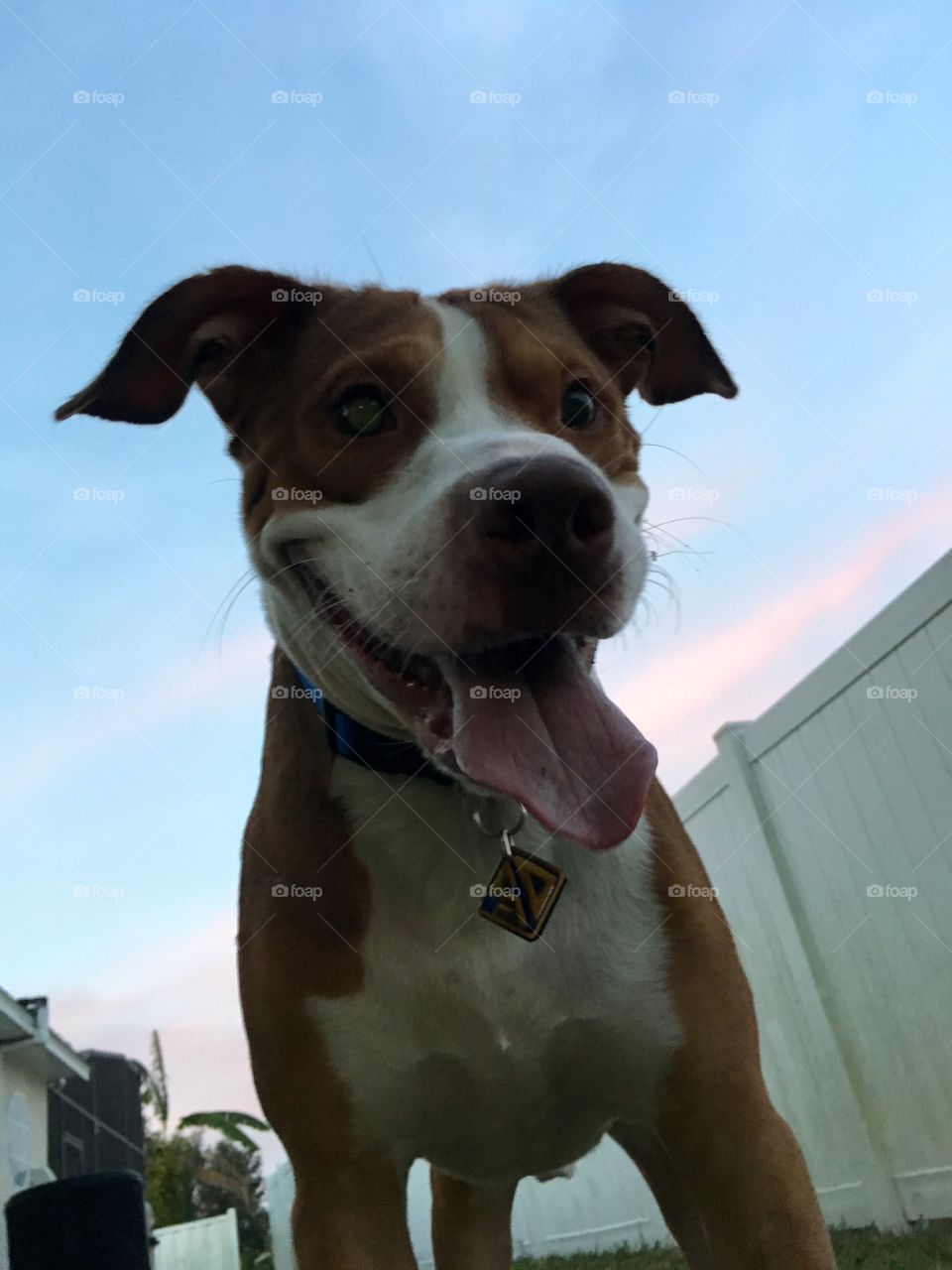 Rescue dog smiling with his tongue hanging out 🐶