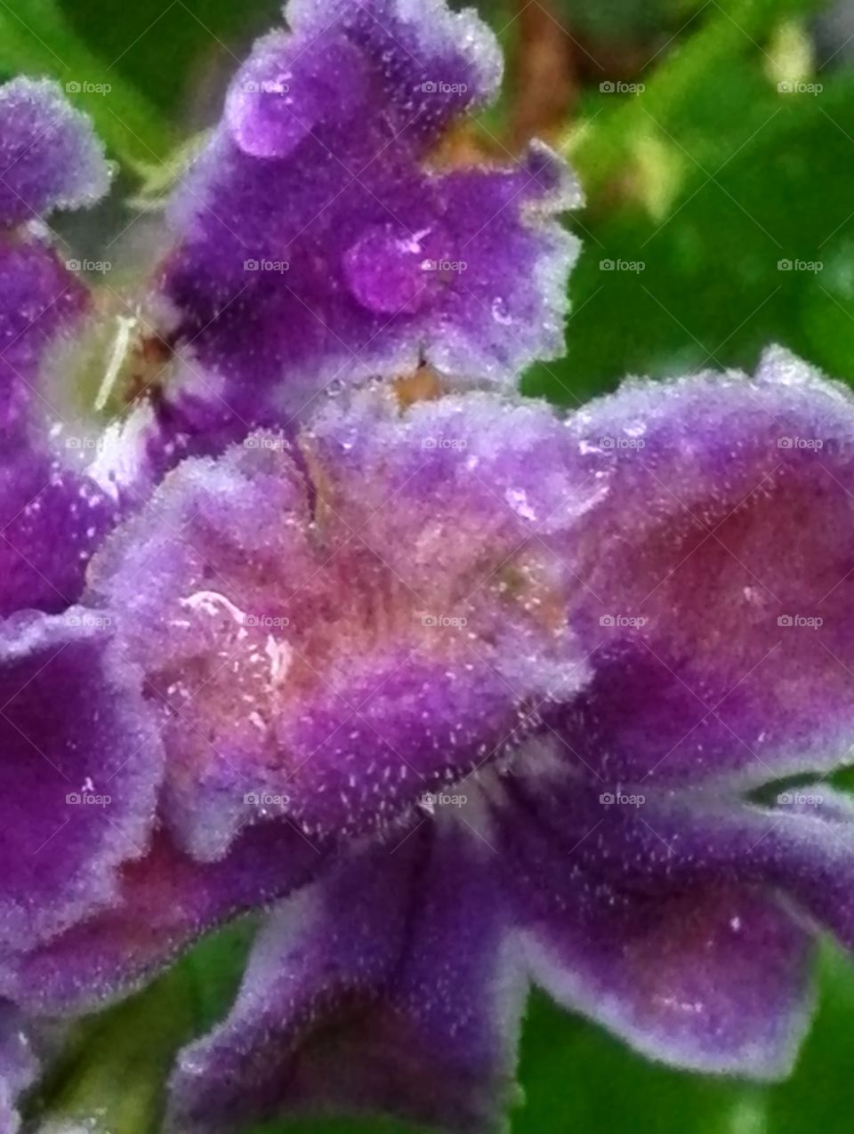 Wet duranta flower