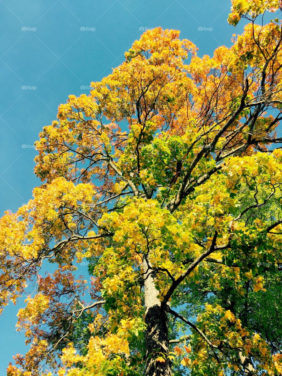 Autumn maple. Colourful maple tree on the clear sky background