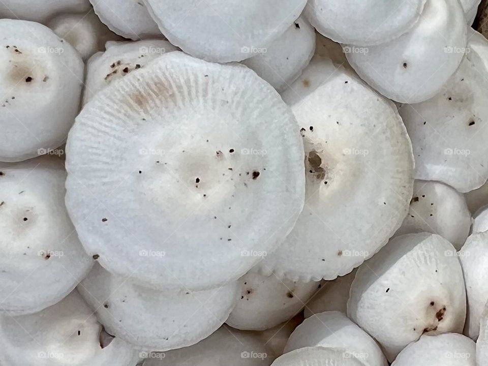 Closeup of small cluster of white-capped mushrooms that are a bit dirty from the rain