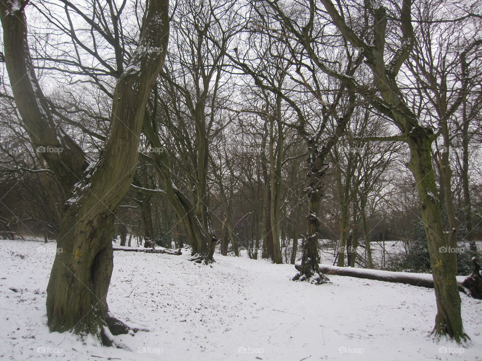 Tree, Landscape, Wood, Winter, Weather