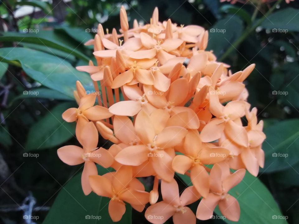 Flowers in the garden