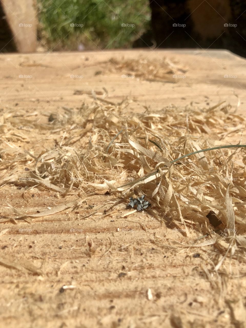 Closeup of freshly sawn pine tree 