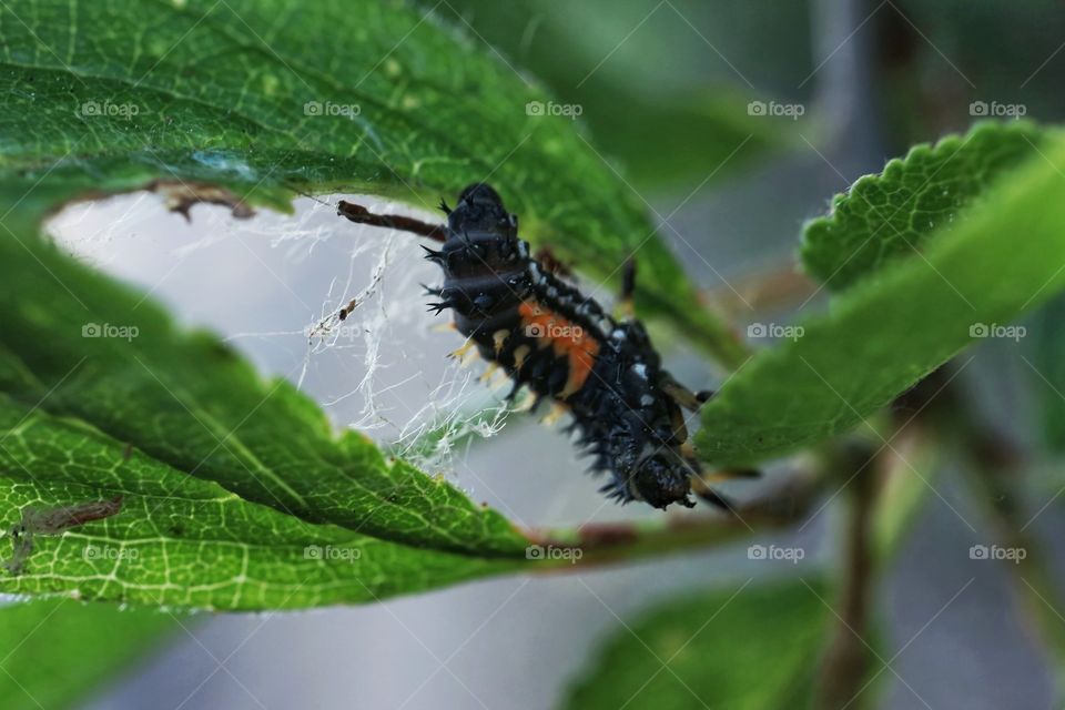 Larva of ladybirds