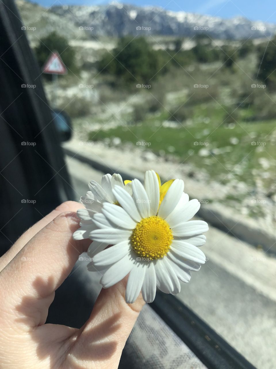 He loves me, he loves me not.. 🌼