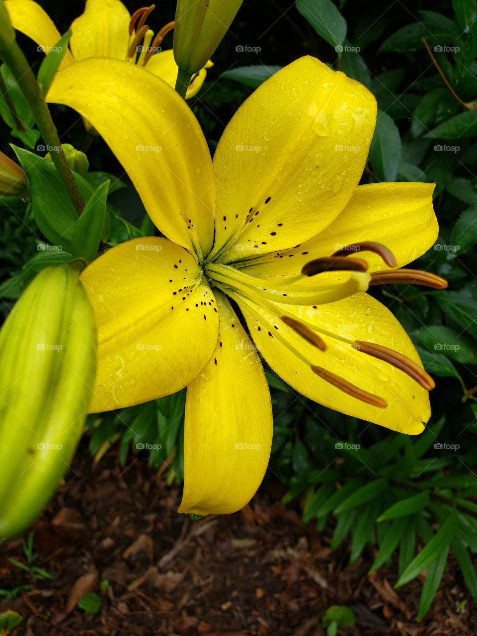 Beautiful yellow daylilies