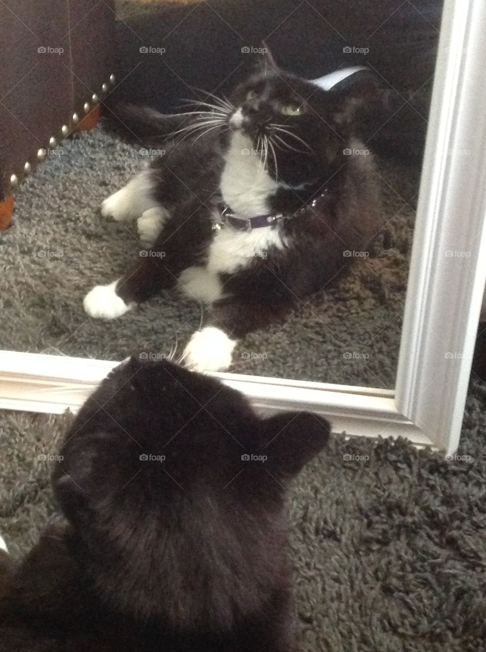 My pet tuxedo cat playing with her reflection in the mirror.