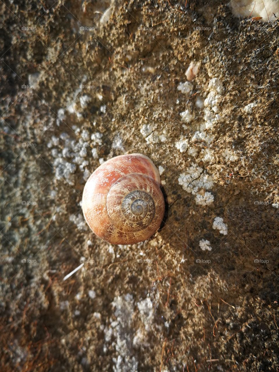 Snail