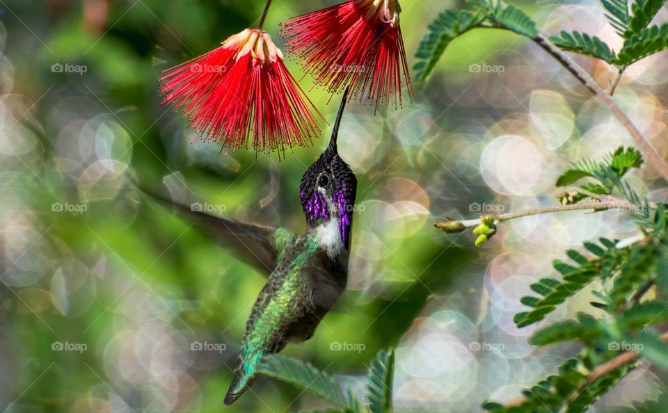 Hummingbird Male Costa