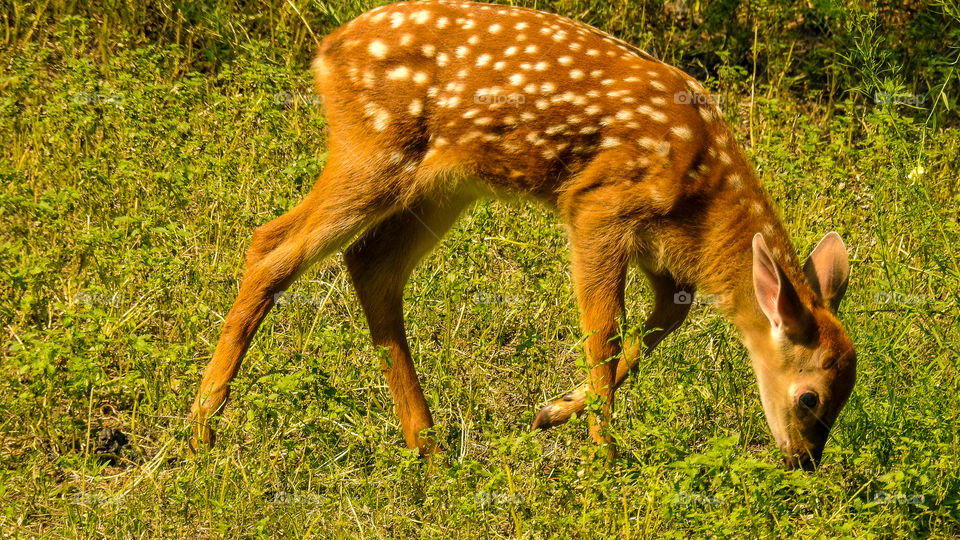 Ussuri spotted fawn.