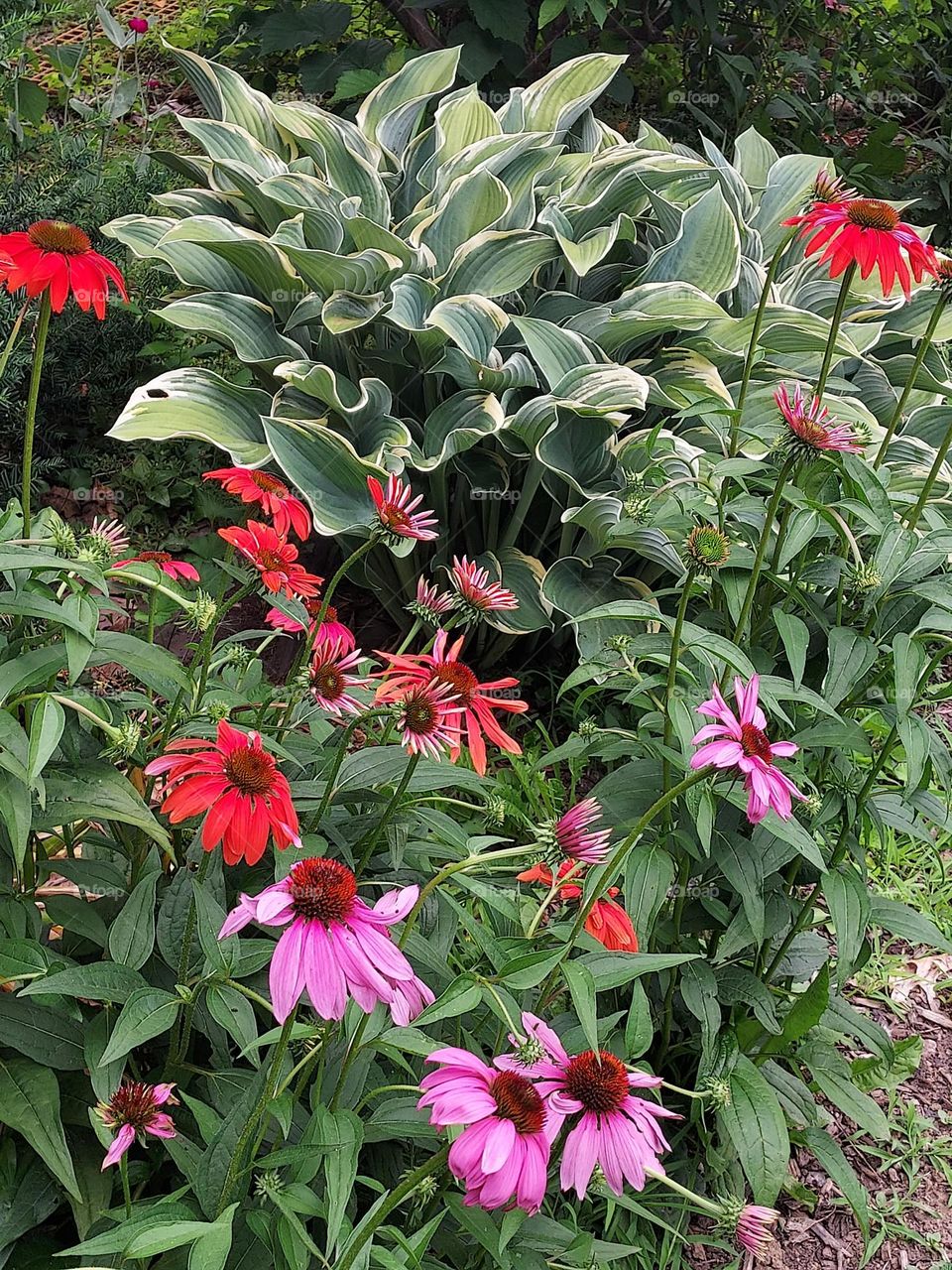 Purple and red coneflower by hosta