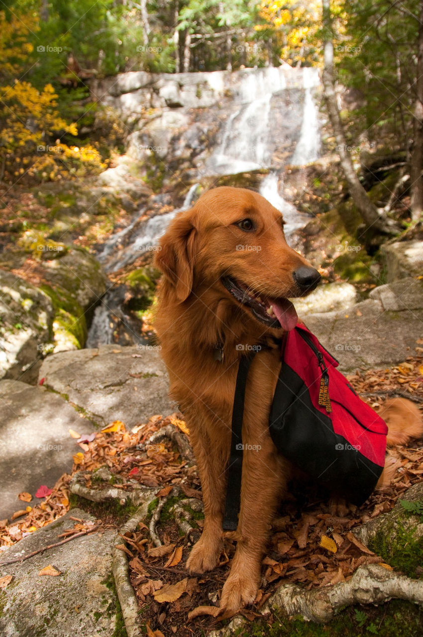 Golden retriever with a dog backpack sitting in front of a waterfall