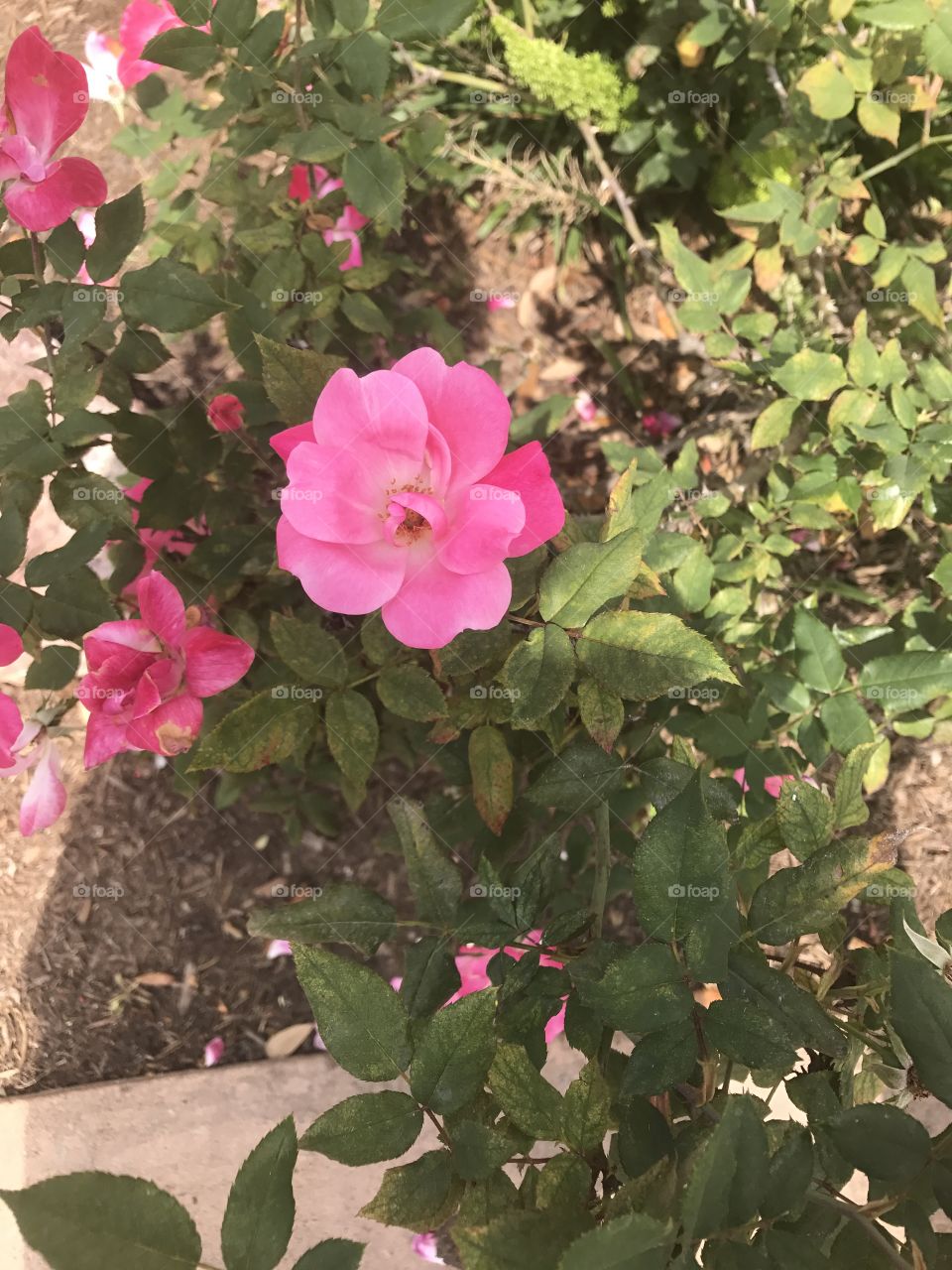 Pink rose