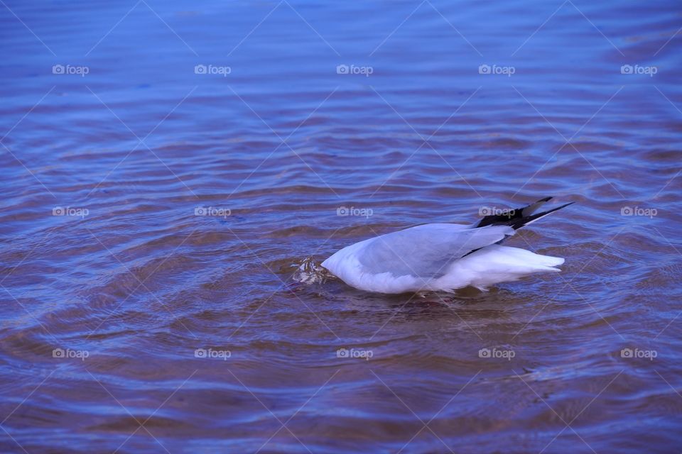 Black-billed Gull #6