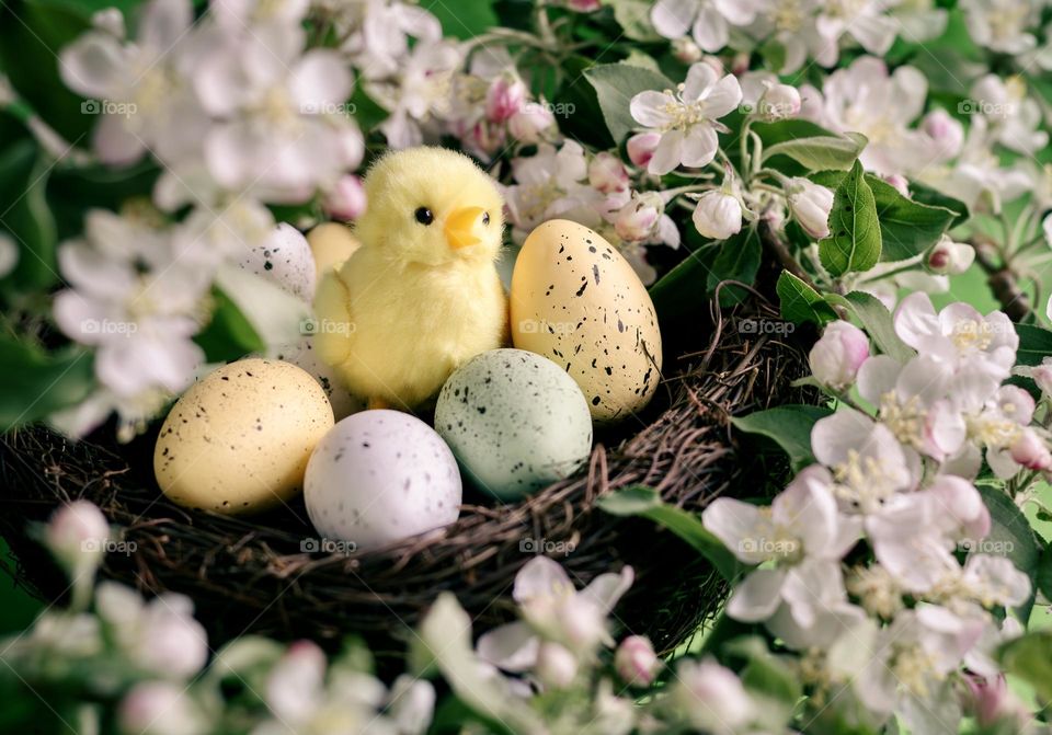 Spring chick in a nest with eggs and blossom