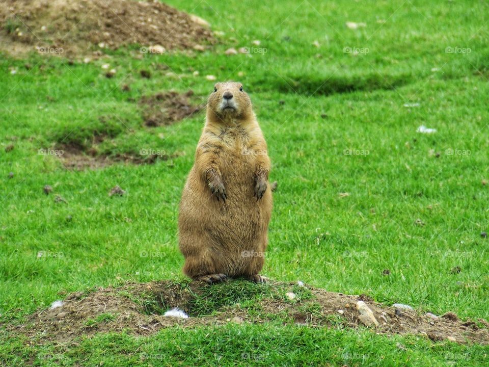 Prairie dog