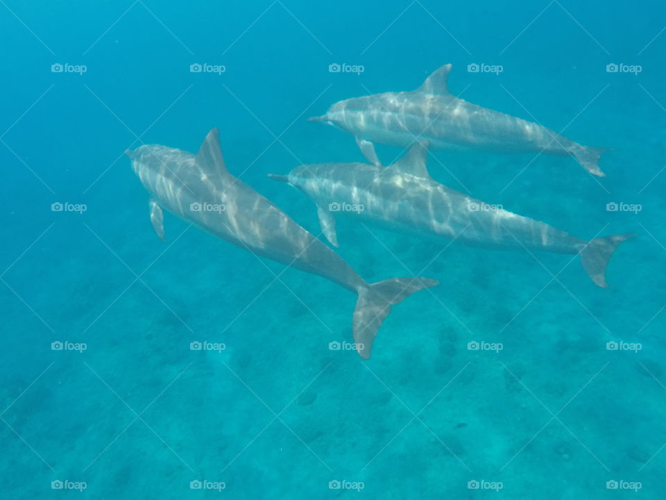Hawaiian Spinner Dolphins 