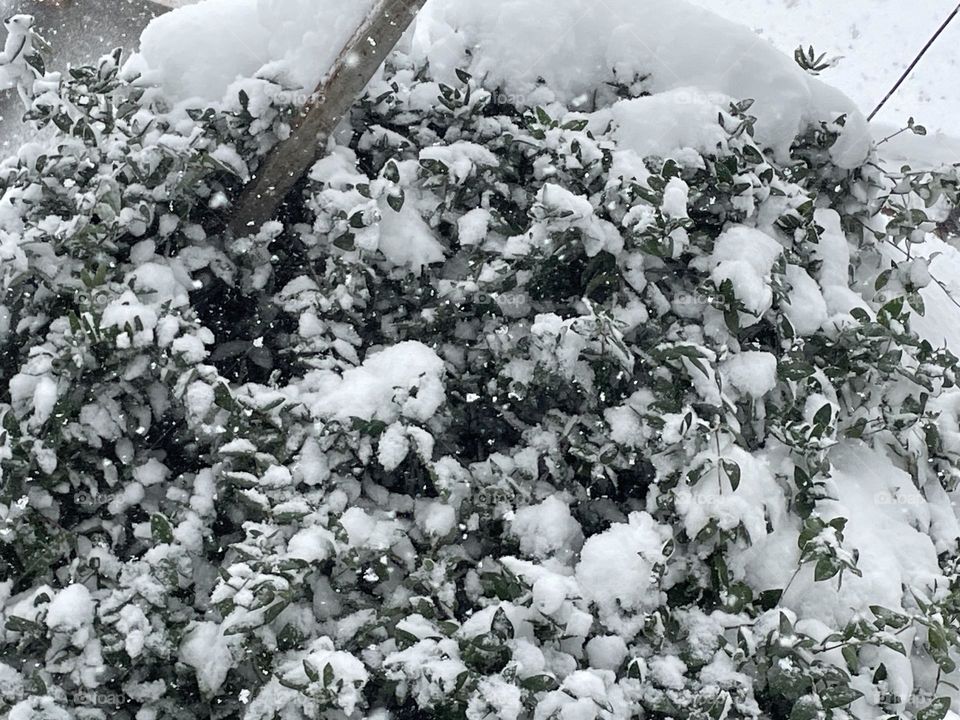 Beautiful white snow 