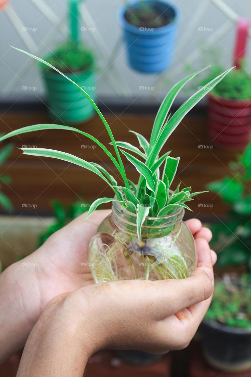 plant grows in bottle