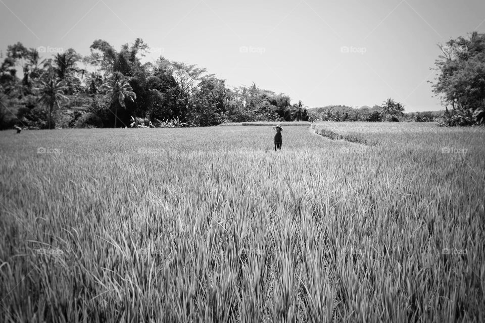 in the ricefield