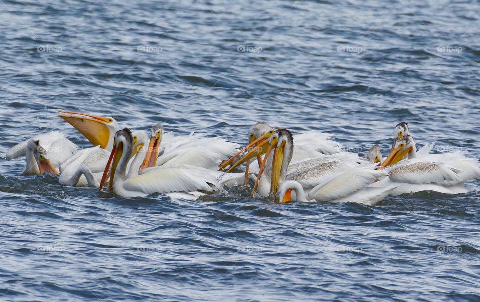 White pelicans