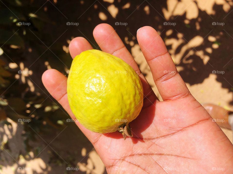 Took this from the office, fav fruit #Guava