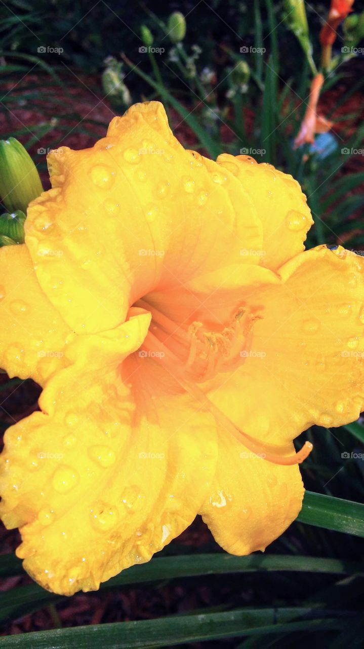 No Person, Nature, Flower, Leaf, Flora