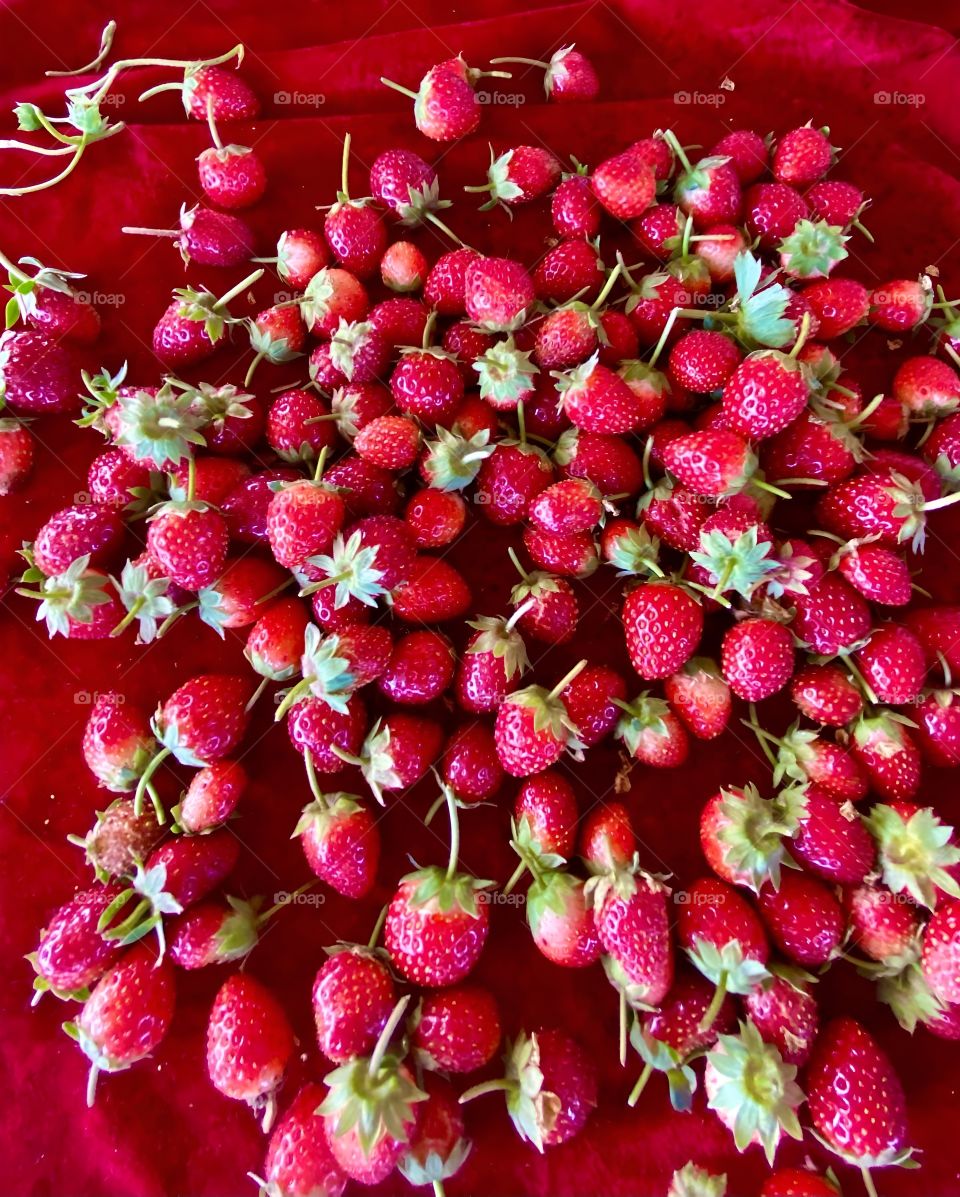 fresh red strawberries picked up from the garden