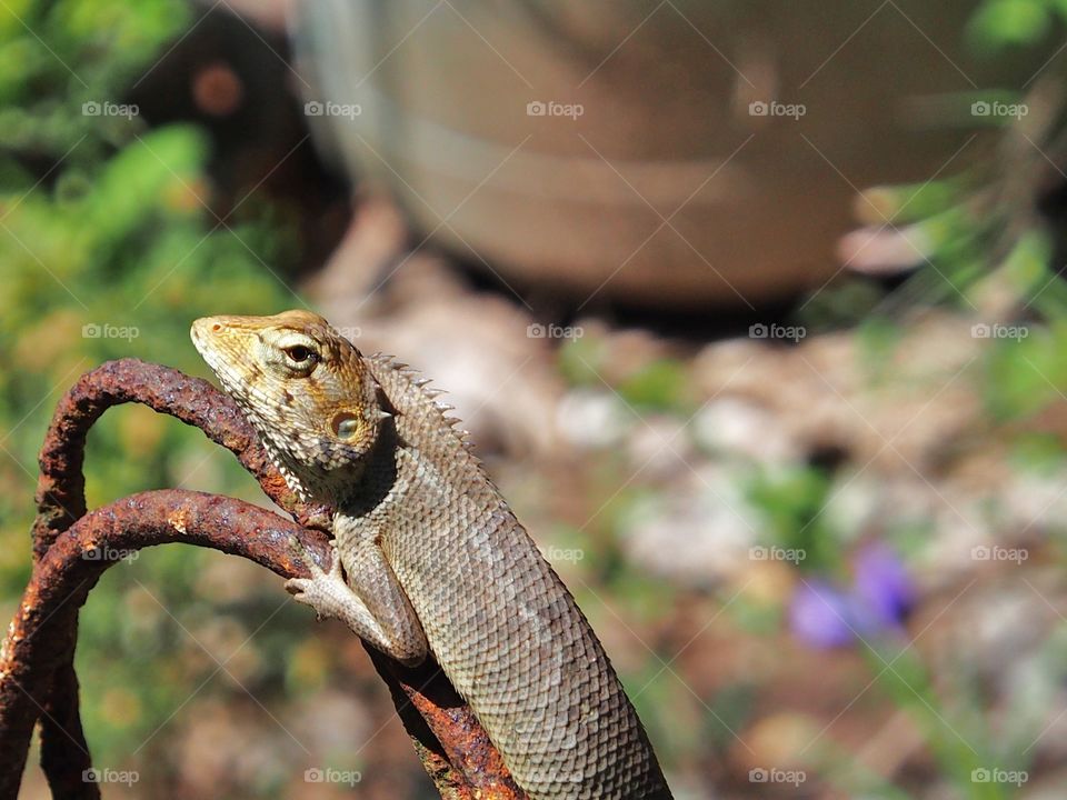 Lizard on rusty iron in sunlight