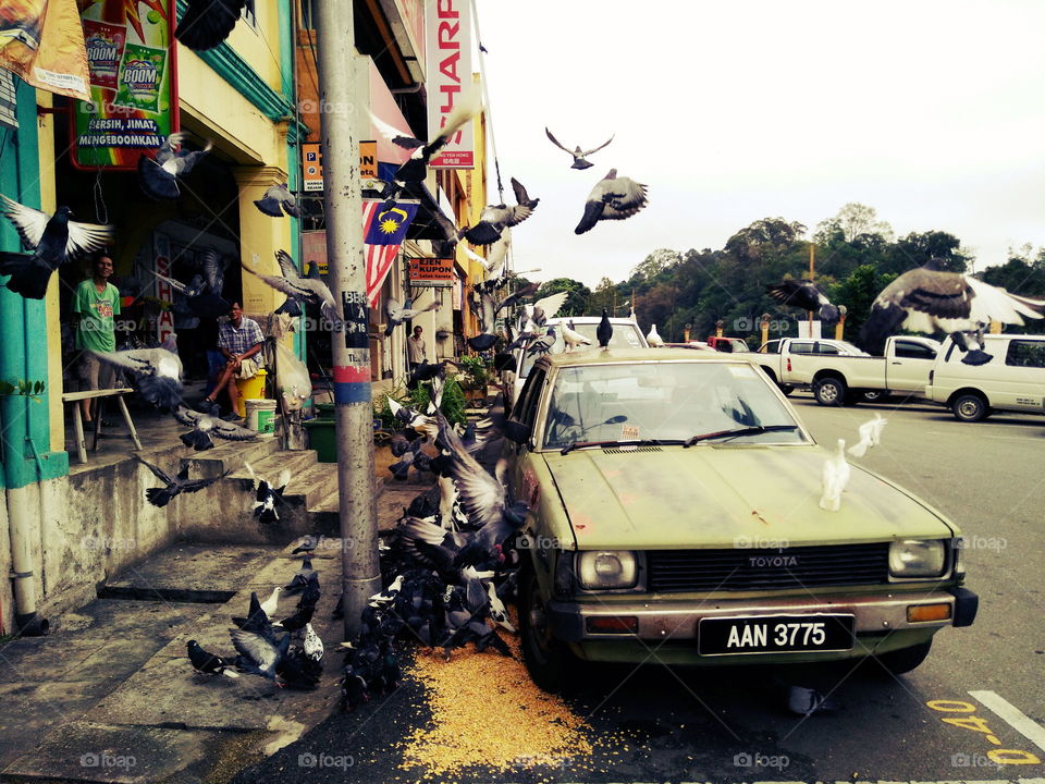 Pigeons were eating paddies on a street in Kuala Lipis, Malaysia