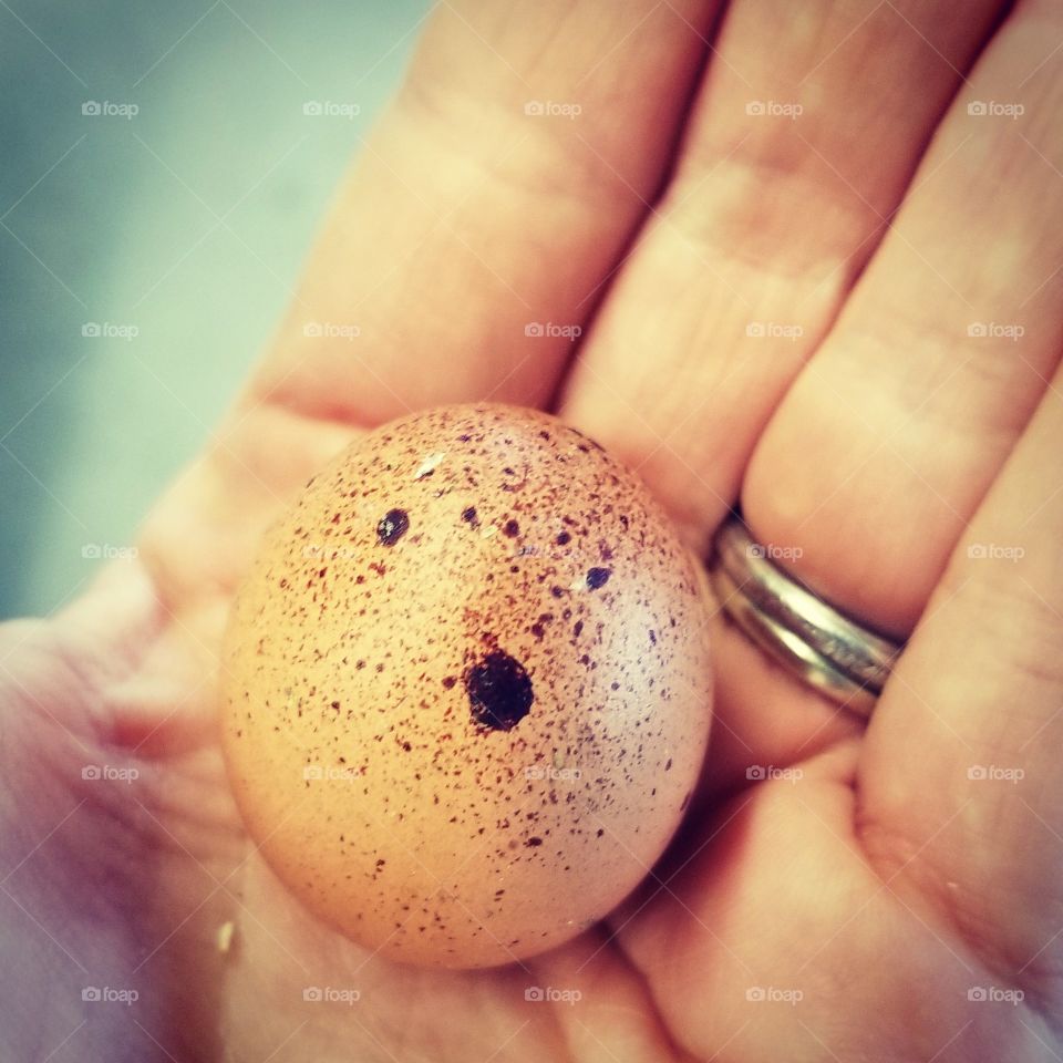 Fairy Egg