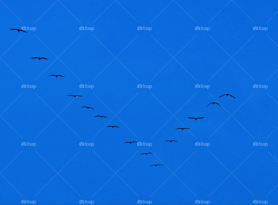 Birds flying in a V formation