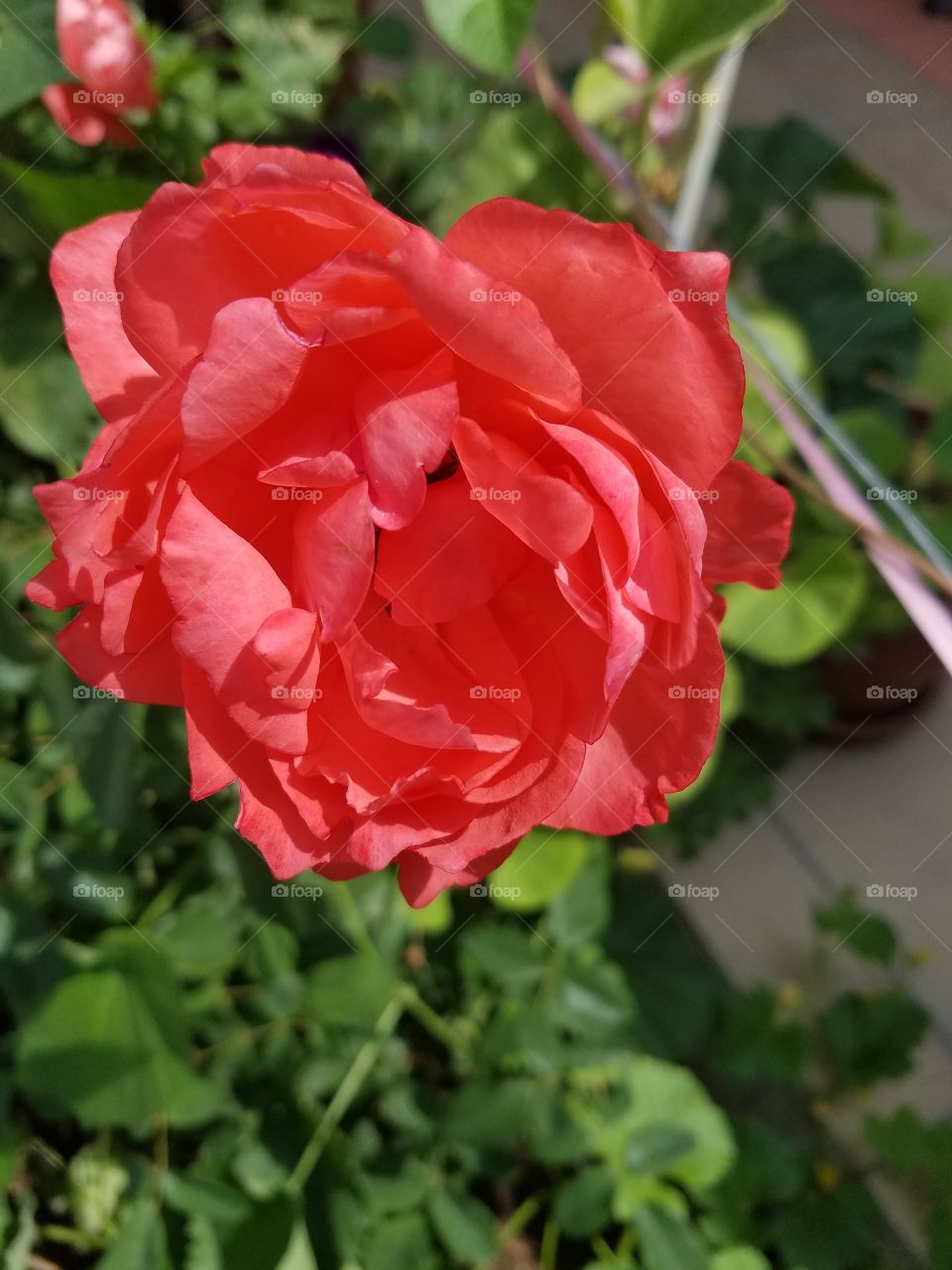 bright red rose