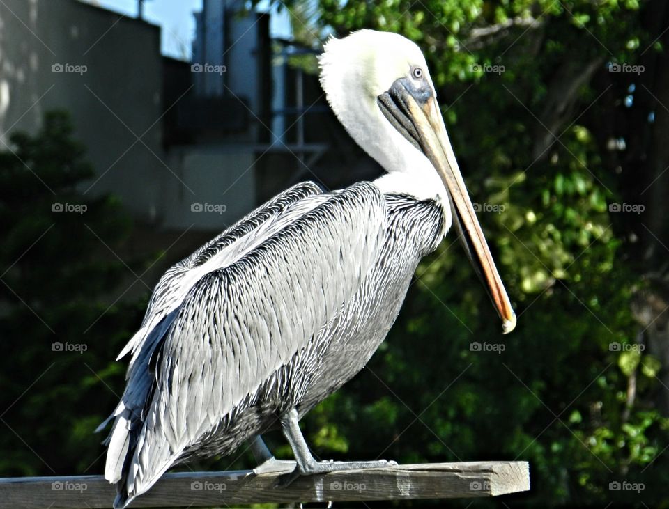 Pelican by the waterway . Hanging out by the waterways