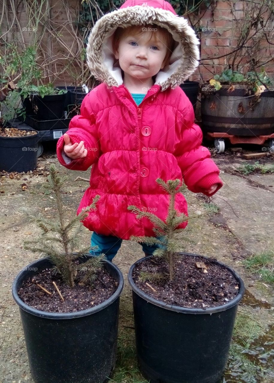 Growing trees for next Christmas