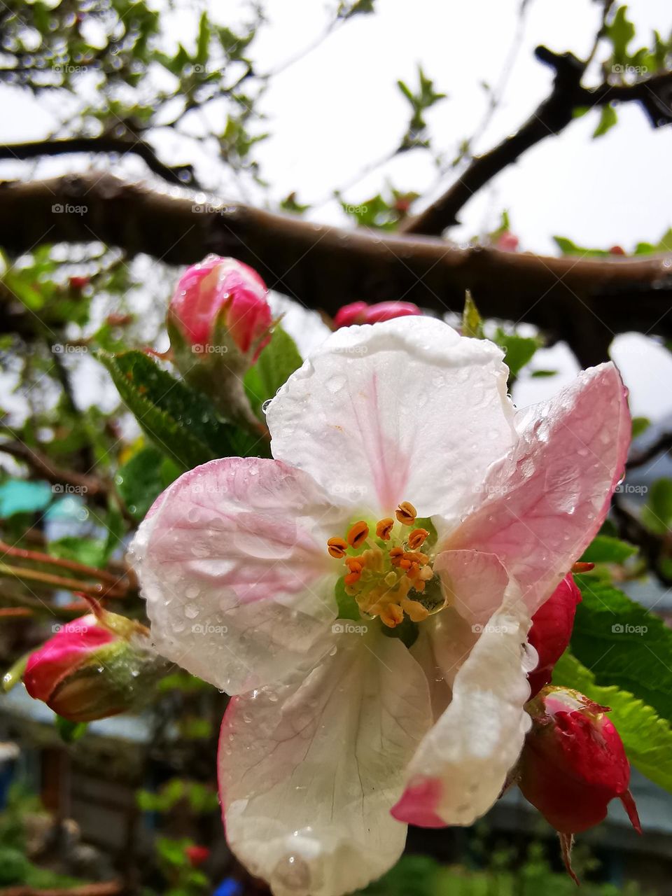 April flower apple in himalaya