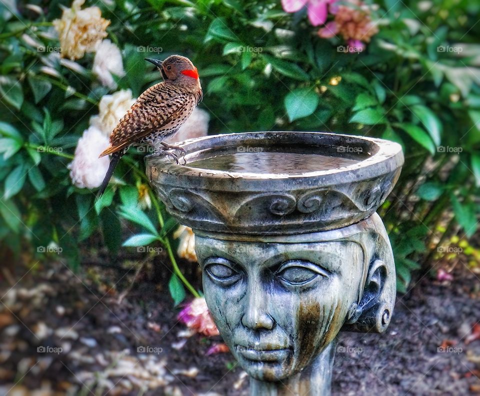 My Yard Birds woodpecker