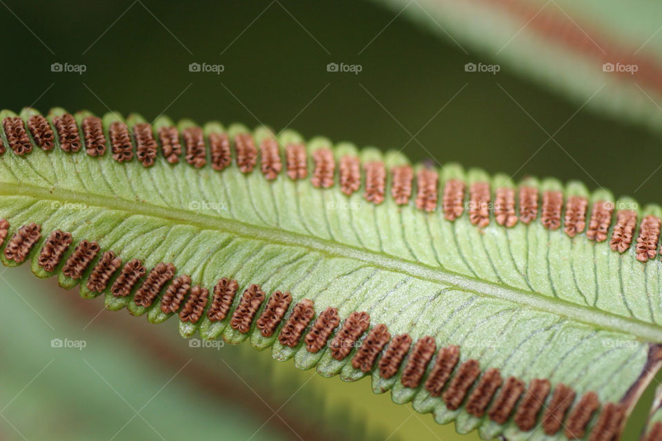 green nature macro plant by kshapley