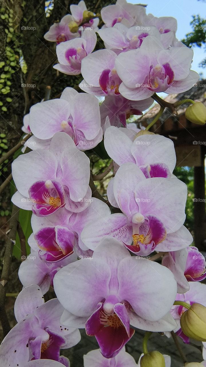 Beautiful Phalaenopsis in the forest