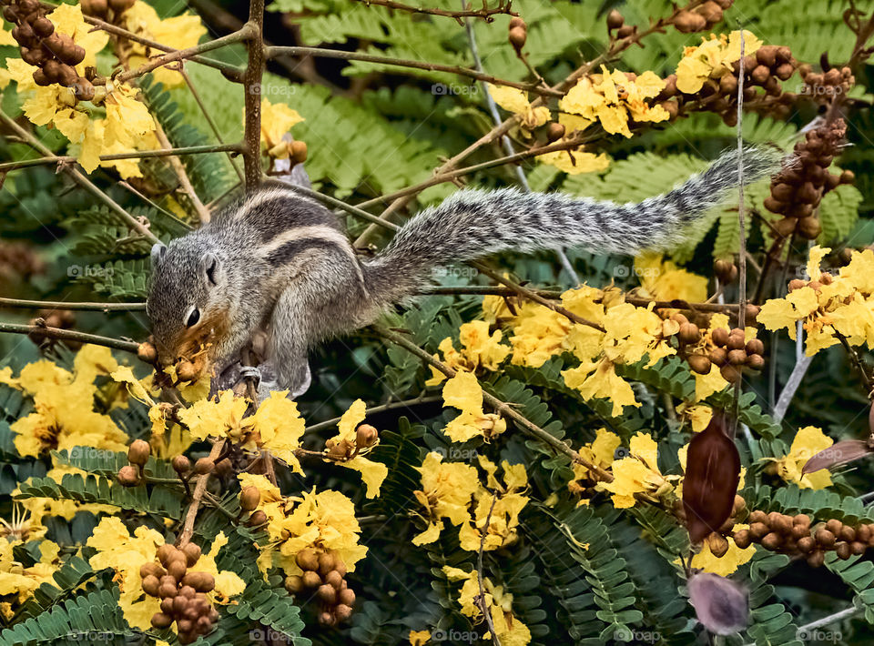 Animal photography - Squirrel - enjoying morning food