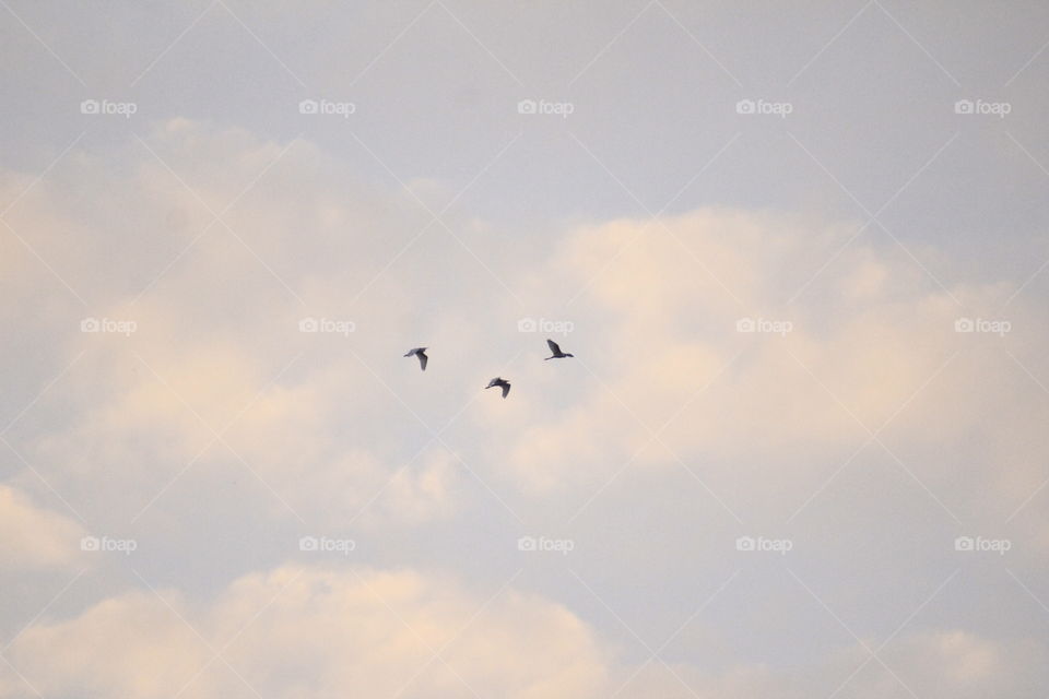 Three birds flew into the sky