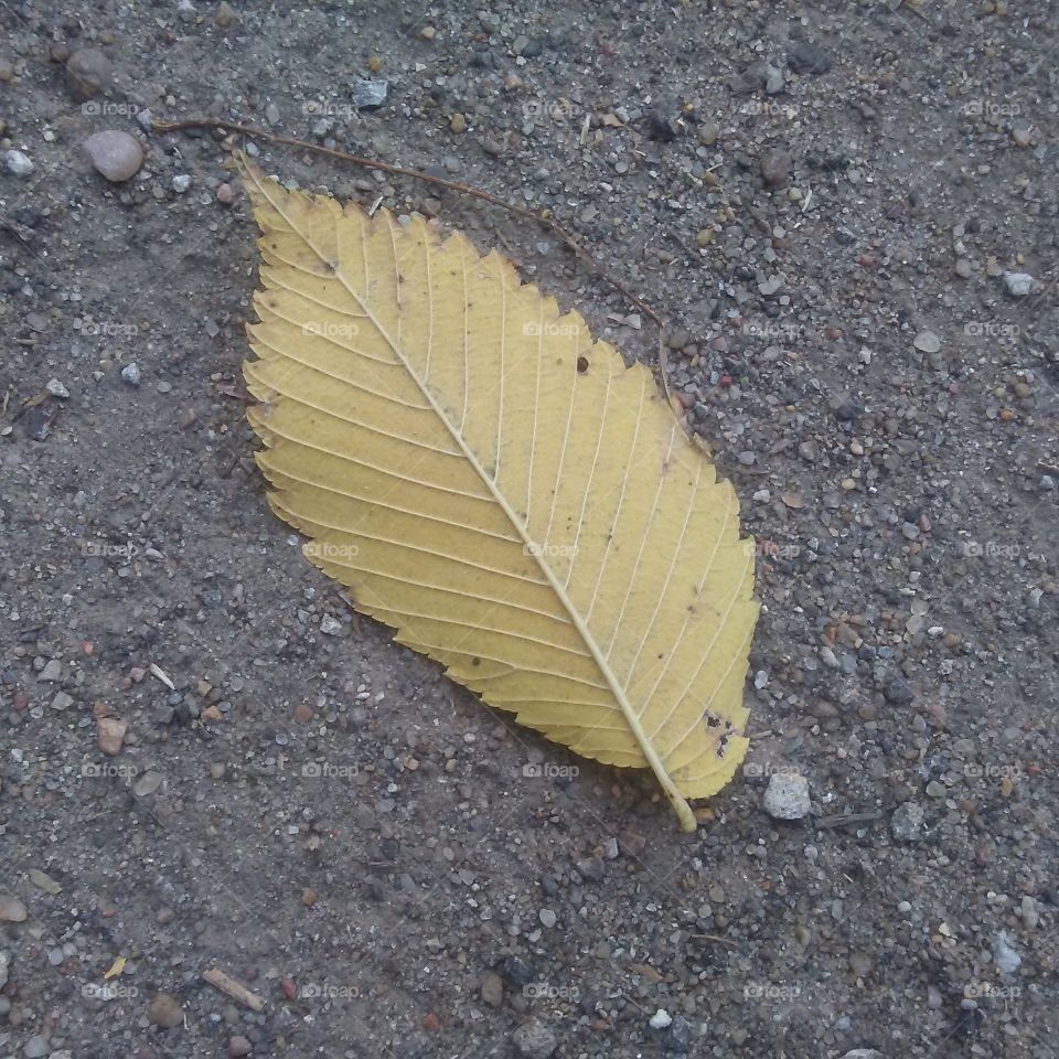 leaf